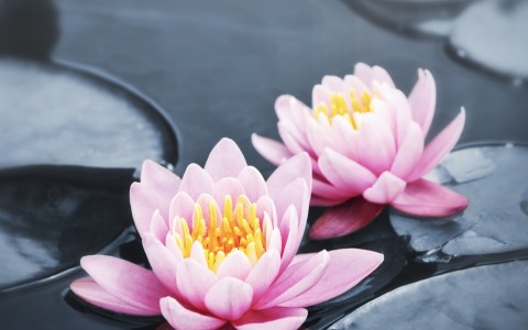 Acupuncture Bucks County